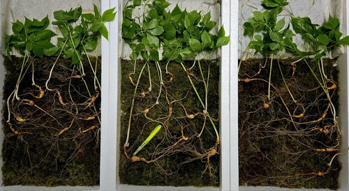 지리산 천종산삼.<한국전통심마니협회 제공, 연합뉴스>